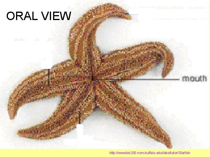 ORAL VIEW http: //wwwbio 200. nsm. buffalo. edu/labs/tutor/Starfish 