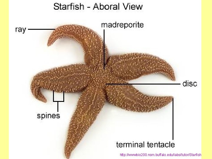 http: //wwwbio 200. nsm. buffalo. edu/labs/tutor/Starfish 