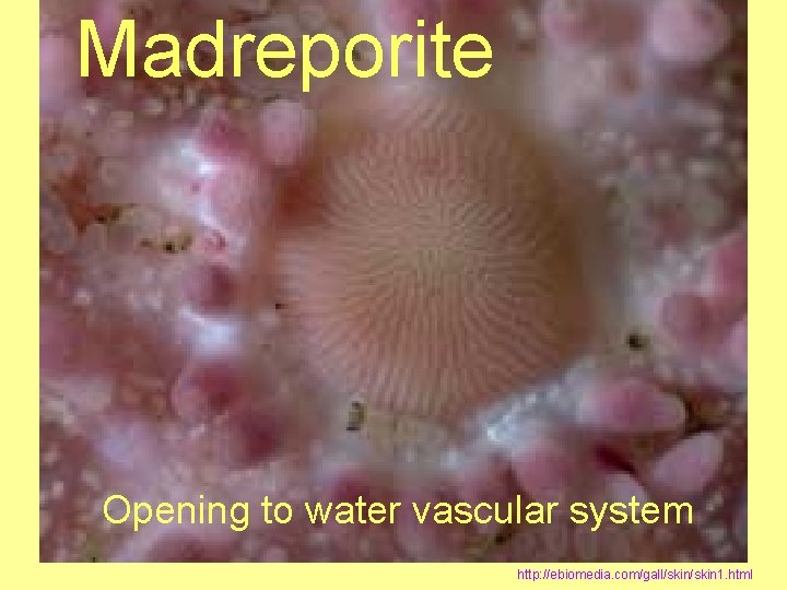 Madreporite Opening to water vascular system http: //ebiomedia. com/gall/skin 1. html 