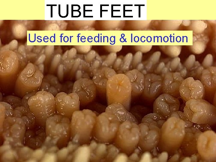 TUBE FEET Used for feeding & locomotion 