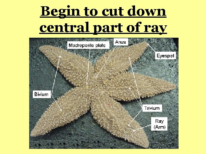 Begin to cut down central part of ray 
