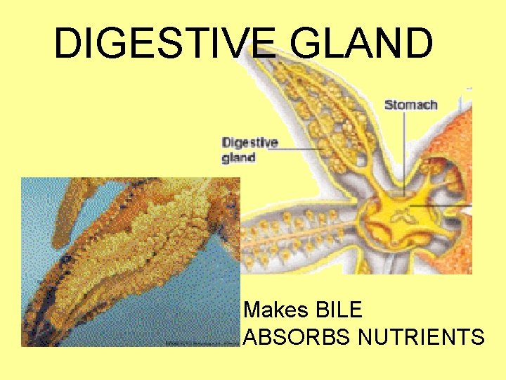 DIGESTIVE GLAND Makes BILE ABSORBS NUTRIENTS 