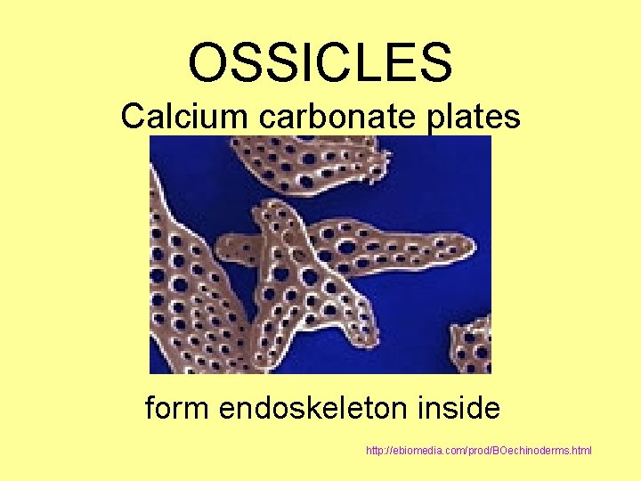 OSSICLES Calcium carbonate plates form endoskeleton inside http: //ebiomedia. com/prod/BOechinoderms. html 