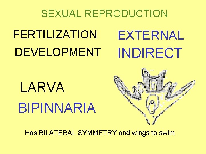 SEXUAL REPRODUCTION FERTILIZATION EXTERNAL DEVELOPMENT INDIRECT LARVA BIPINNARIA Has BILATERAL SYMMETRY and wings to