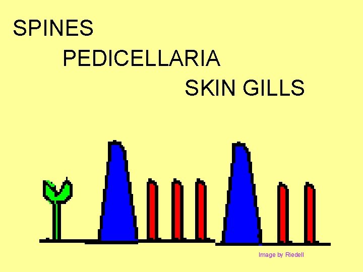 SPINES PEDICELLARIA SKIN GILLS Image by Riedell 