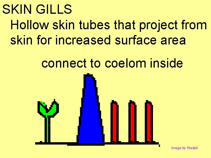 SKIN GILLS Hollow skin tubes that project from skin for increased surface area connect