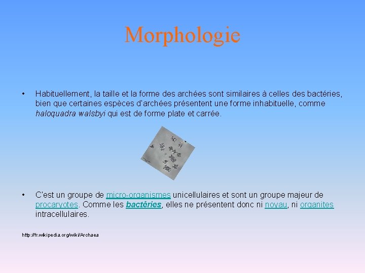 Morphologie • Habituellement, la taille et la forme des archées sont similaires à celles