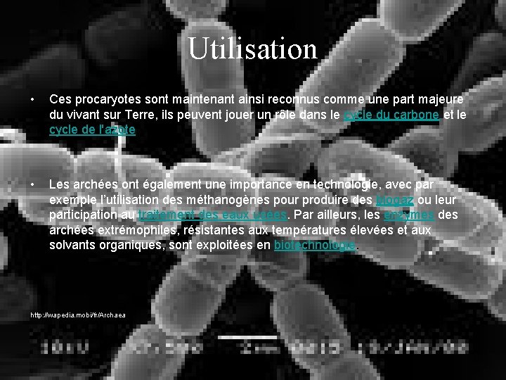 Utilisation • Ces procaryotes sont maintenant ainsi reconnus comme une part majeure du vivant