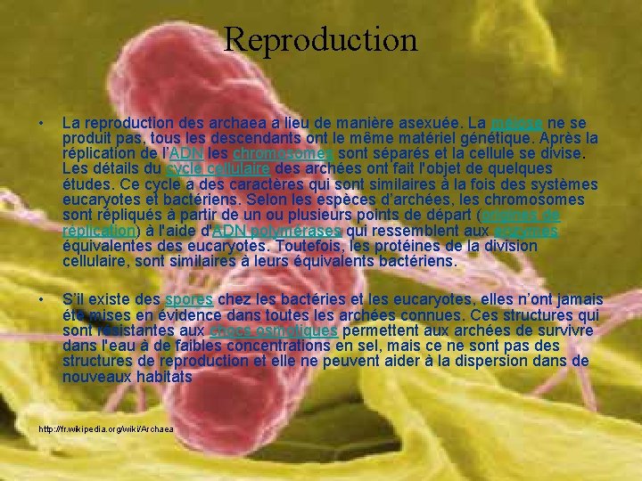 Reproduction • La reproduction des archaea a lieu de manière asexuée. La méiose ne