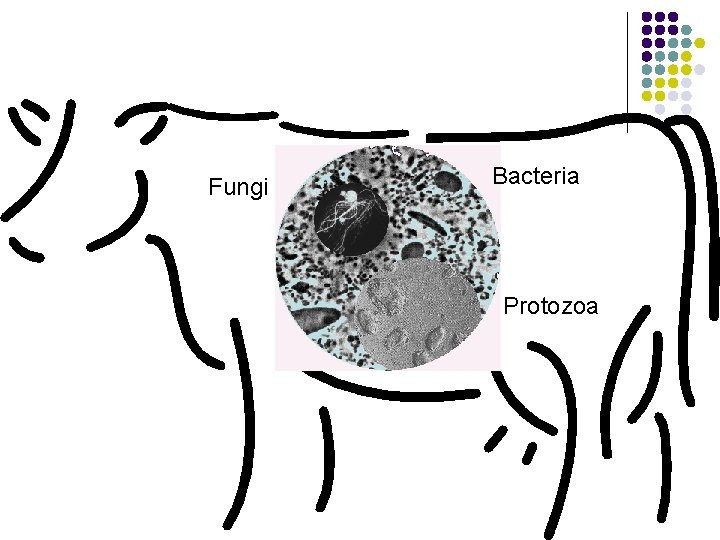 Fungi Bacteria Protozoa 