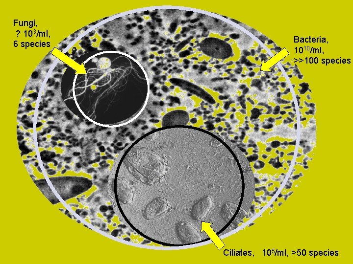 Fungi, ? 103/ml, 6 species Bacteria, 1010/ml, >>100 species Ciliates, 105/ml, >50 species 