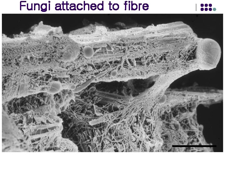Fungi attached to fibre 