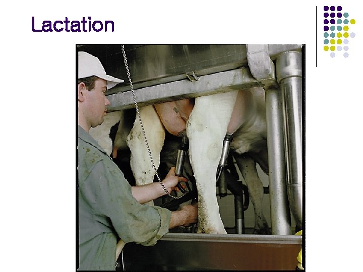 Lactation 