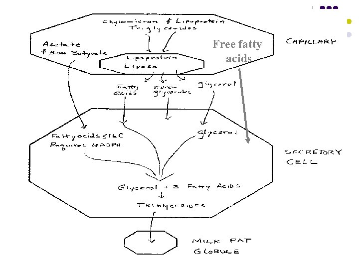 Free fatty acids 