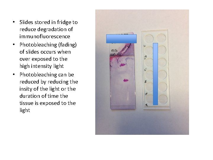  • Slides stored in fridge to reduce degradation of immunofluorescence • Photobleaching (fading)