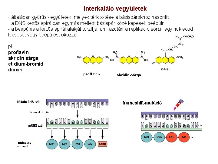 Interkaláló vegyületek - általában gyűrűs vegyületek, melyek térkitöltése a bázispárokhoz hasonlít - a DNS