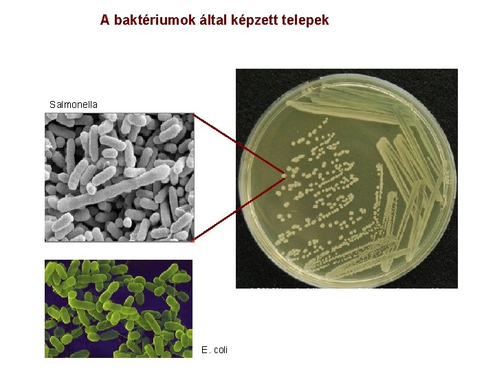 A baktériumok által képzett telepek Salmonella E. coli 