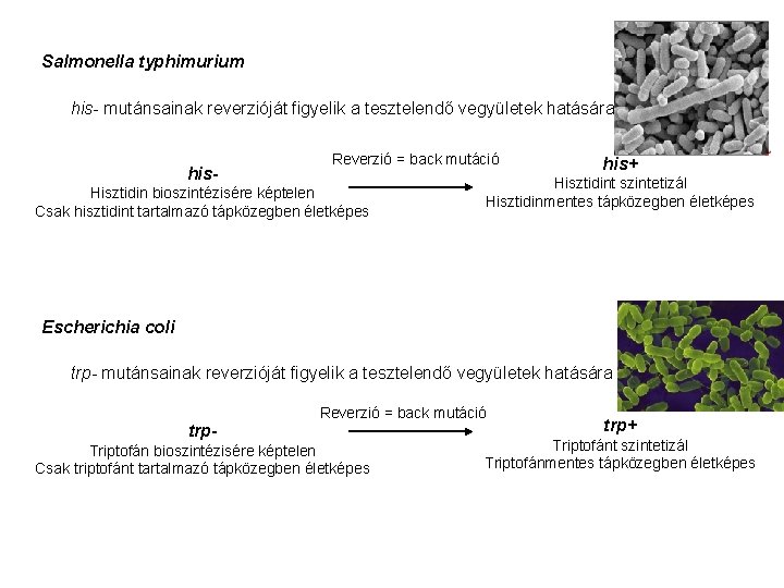 Salmonella typhimurium his- mutánsainak reverzióját figyelik a tesztelendő vegyületek hatására his- Reverzió = back