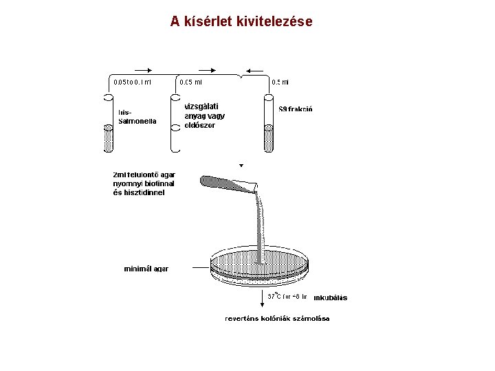 A kísérlet kivitelezése 