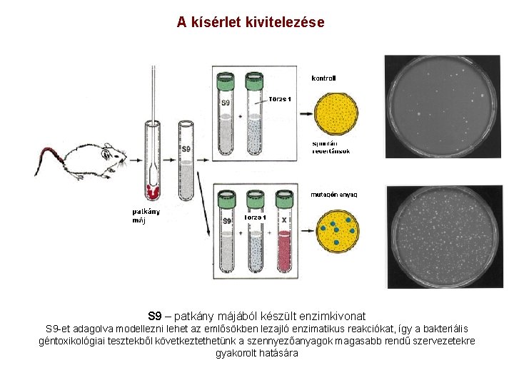 A kísérlet kivitelezése S 9 – patkány májából készült enzimkivonat S 9 -et adagolva