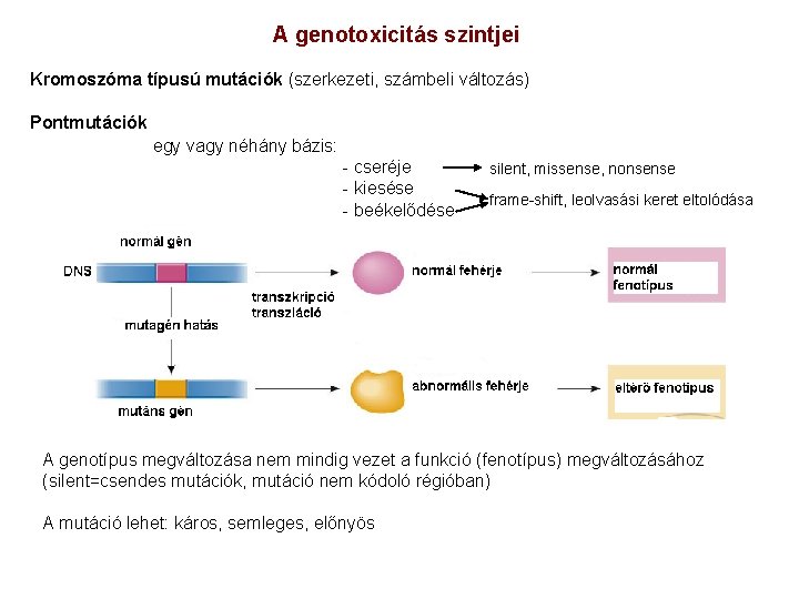 A genotoxicitás szintjei Kromoszóma típusú mutációk (szerkezeti, számbeli változás) Pontmutációk egy vagy néhány bázis: