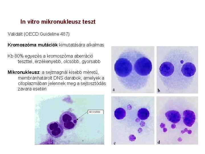 In vitro mikronukleusz teszt Validált (OECD Guideline 487) Kromoszóma mutációk kimutatására alkalmas Kb 80%