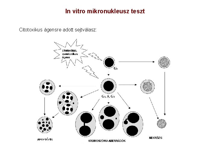 In vitro mikronukleusz teszt Citotoxikus ágensre adott sejtválasz: 