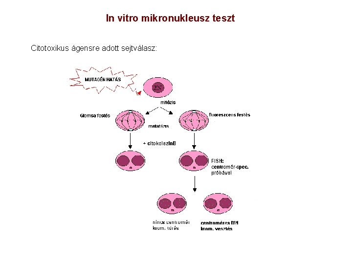 In vitro mikronukleusz teszt Citotoxikus ágensre adott sejtválasz: 