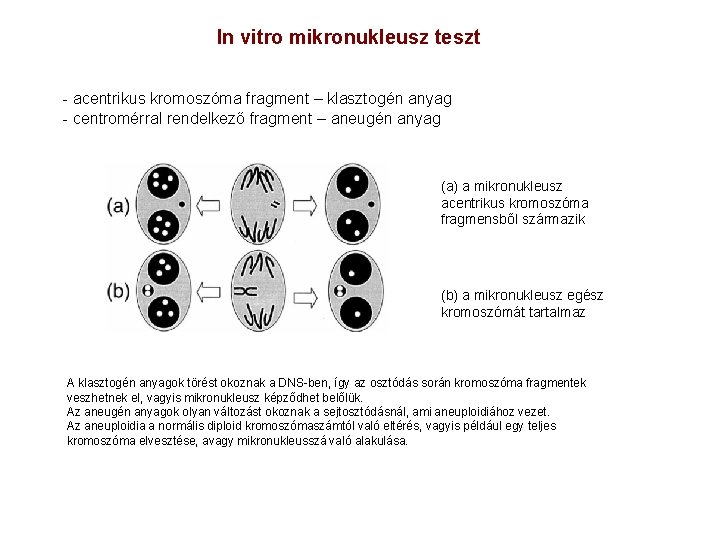 In vitro mikronukleusz teszt - acentrikus kromoszóma fragment – klasztogén anyag - centromérral rendelkező