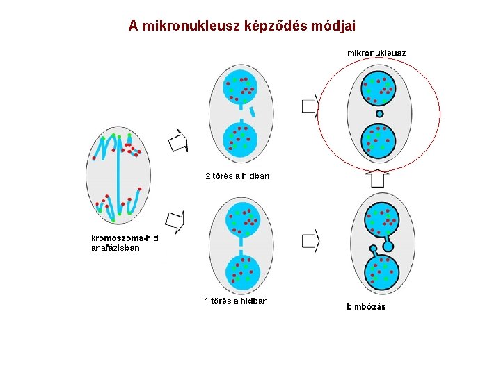 A mikronukleusz képződés módjai 