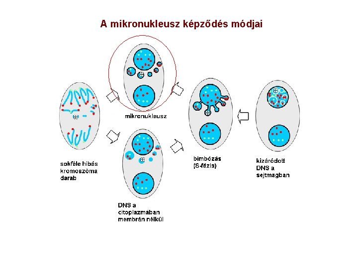 A mikronukleusz képződés módjai 