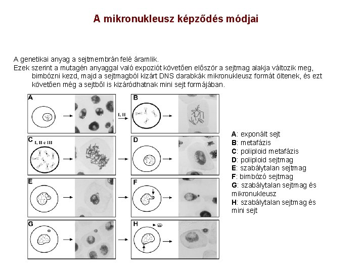 A mikronukleusz képződés módjai A genetikai anyag a sejtmembrán felé áramlik. Ezek szerint a