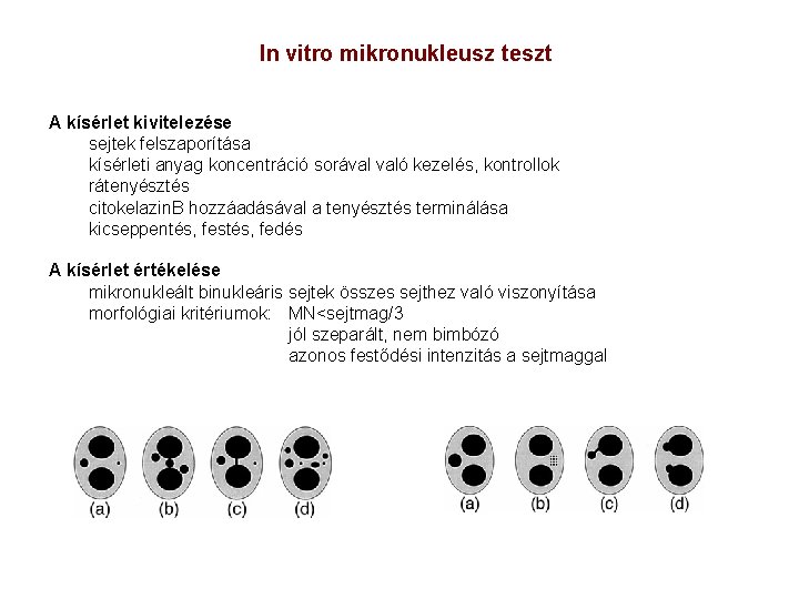 In vitro mikronukleusz teszt A kísérlet kivitelezése sejtek felszaporítása kísérleti anyag koncentráció sorával való