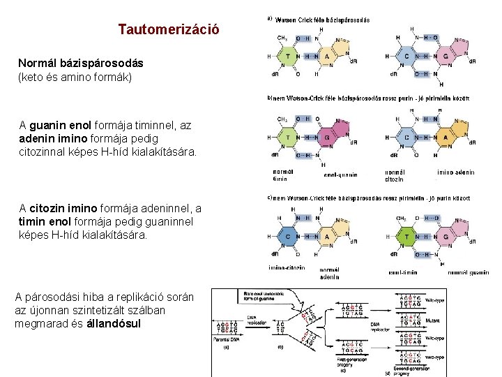 Tautomerizáció Normál bázispárosodás (keto és amino formák) A guanin enol formája timinnel, az adenin