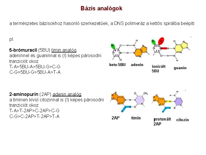 Bázis analógok a természetes bázisokhoz hasonló szerkezetűek, a DNS polimeráz a kettős spirálba beépíti