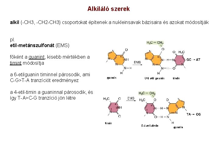 Alkiláló szerek alkil (-CH 3, -CH 2 -CH 3) csoportokat építenek a nukleinsavak bázisaira