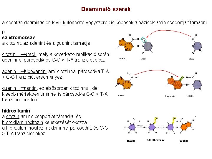 Deamináló szerek a spontán deamináción kívül különböző vegyszerek is képesek a bázisok amin csoportjait