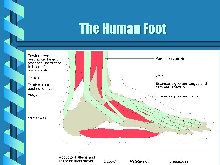 The Human Foot 