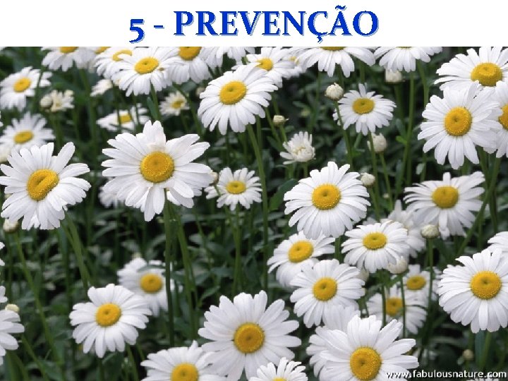 5 - PREVENÇÃO 