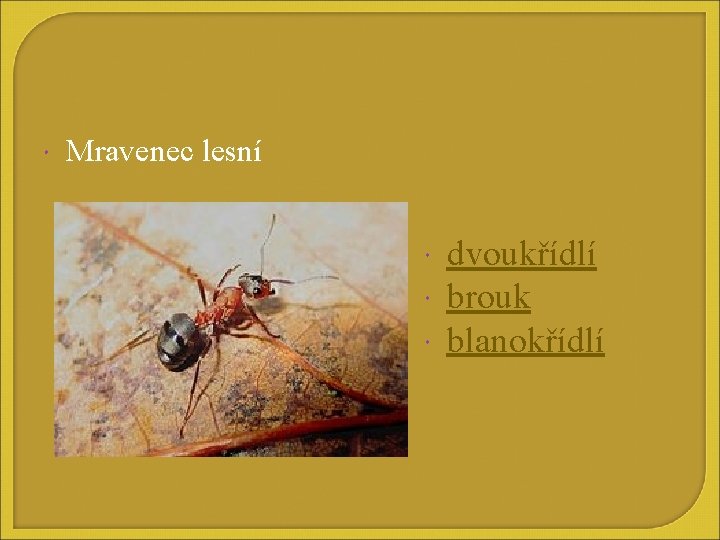  Mravenec lesní dvoukřídlí brouk blanokřídlí 
