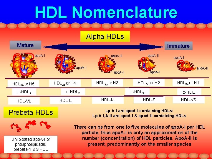 HDL Nomenclature Alpha HDLs Mature Immature apo. A-II apo. A-I HDL 2 b or