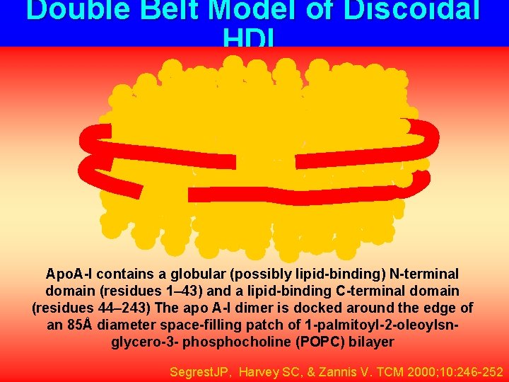 Double Belt Model of Discoidal HDL Apo. A-I contains a globular (possibly lipid-binding) N-terminal