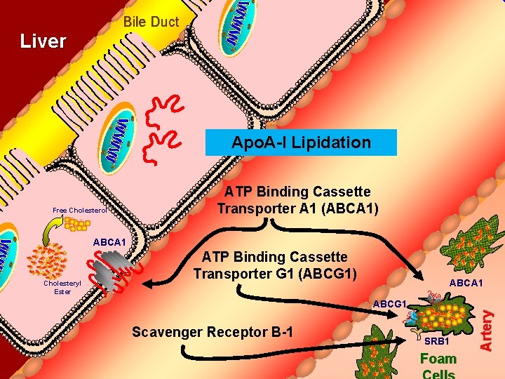 Bile Duct Liver Apo. A-I Lipidation Free Cholesterol ATP Binding Cassette Transporter A 1