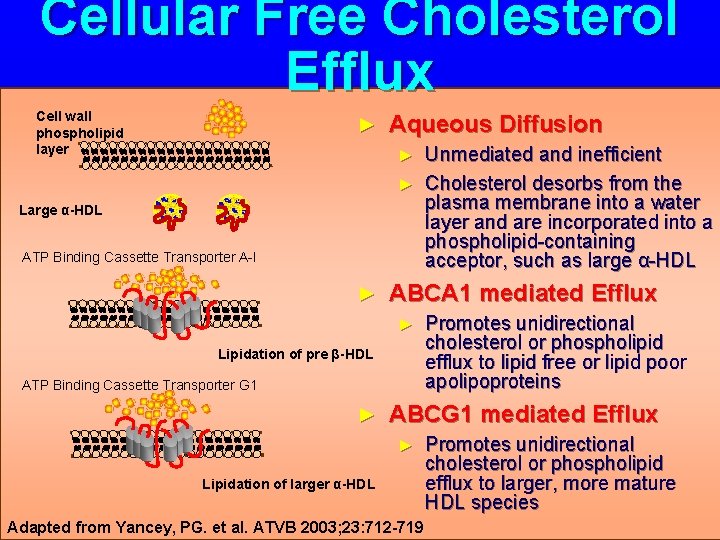 Cellular Free Cholesterol Efflux Cell wall phospholipid layer ► Aqueous Diffusion Unmediated and inefficient