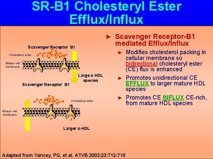 SR-B 1 Cholesteryl Ester Efflux/Influx ► Scavenger Receptor B 1 Scavenger Receptor-B 1 mediated