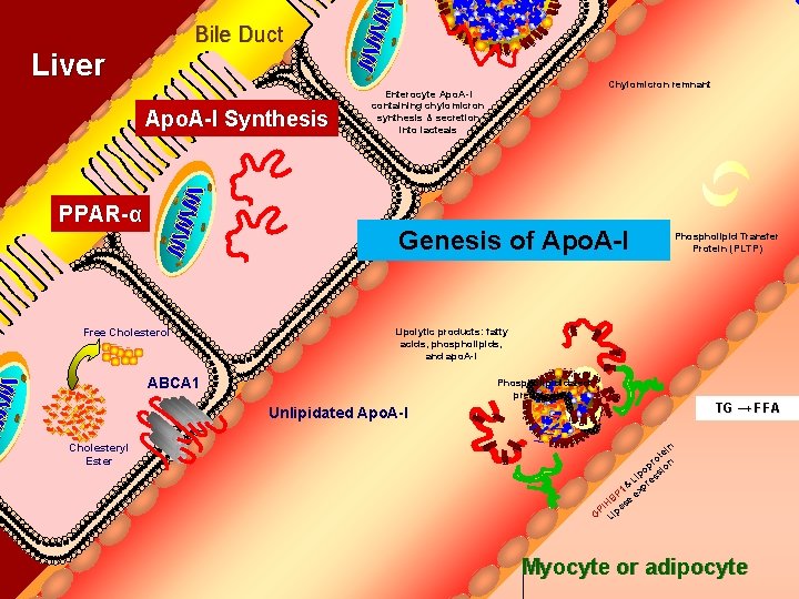 Bile Duct Liver Apo. A-I Synthesis PPAR-α Chylomicron remnant Enterocyte Apo. A-I containing chylomicron