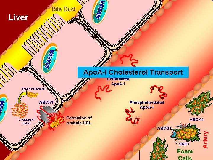 Bile Duct Liver Apo. A-I Cholesterol Transport Unlipidated Apo. A-I Free Cholesterol ABCA 1