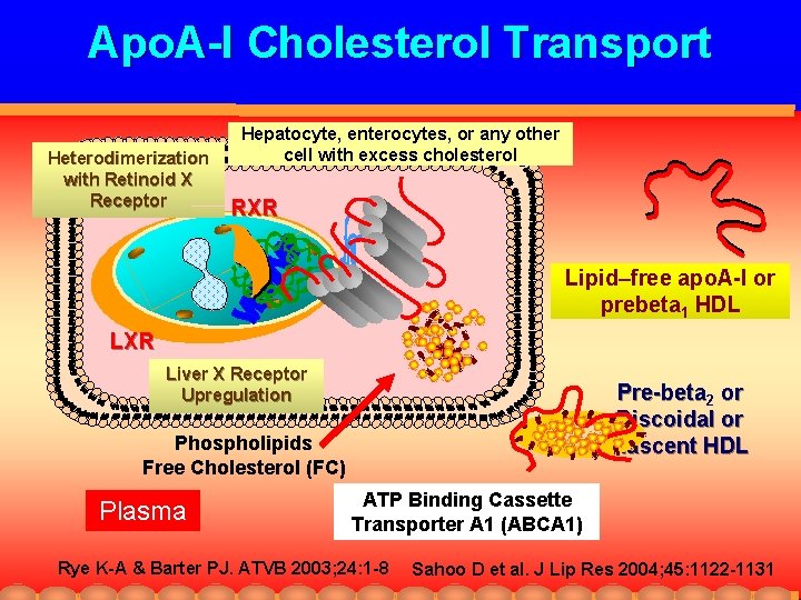 Apo. A-I Cholesterol Transport Heterodimerization with Retinoid X Receptor Hepatocyte, enterocytes, or any other