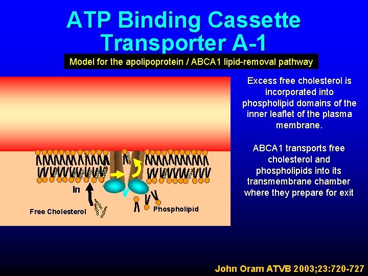 ATP Binding Cassette Transporter A-1 Model for the apolipoprotein / ABCA 1 lipid-removal pathway