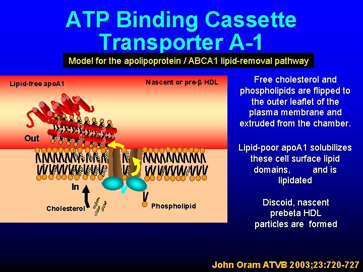 ATP Binding Cassette Transporter A-1 Model for the apolipoprotein / ABCA 1 lipid-removal pathway